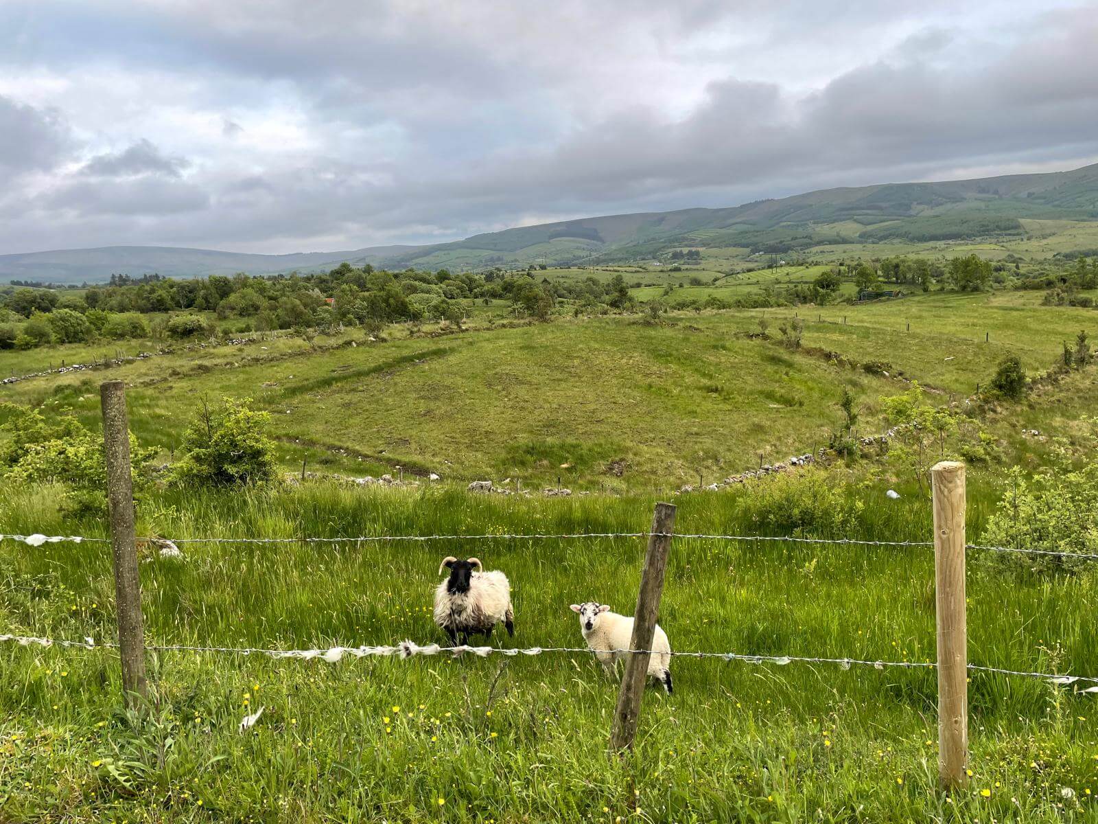 West Cavan Camino