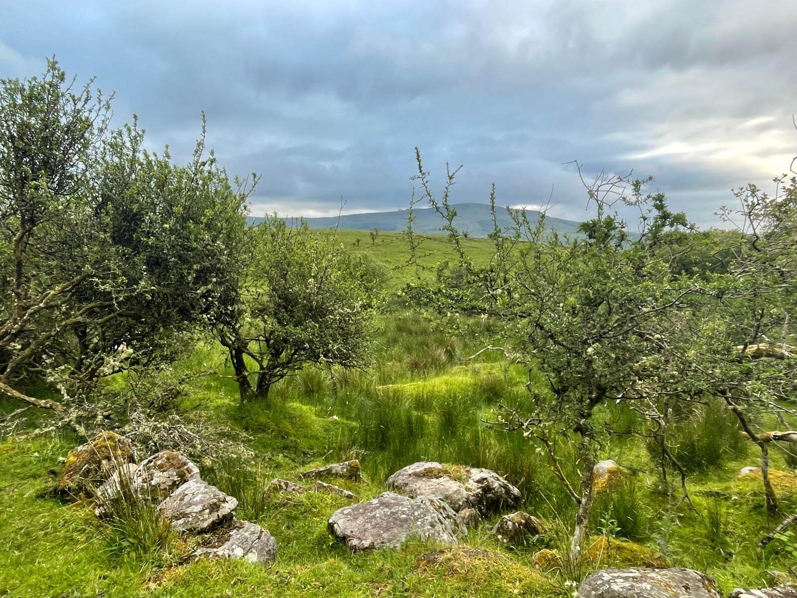 West Cavan Camino