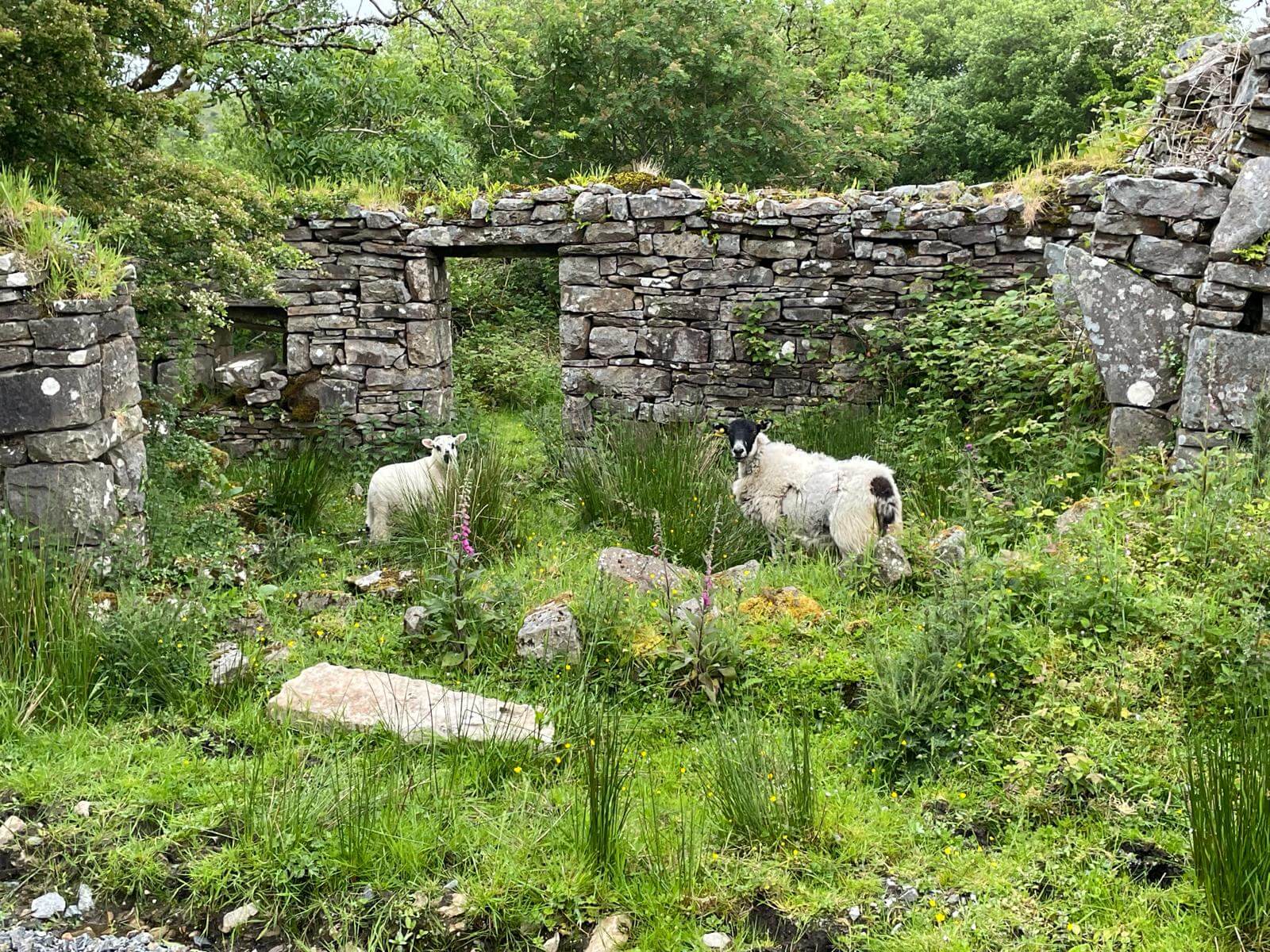 West Cavan Camino
