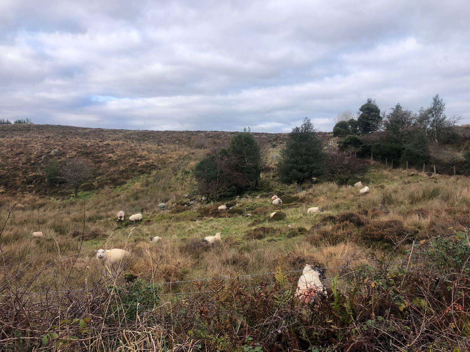 West Cavan Camino