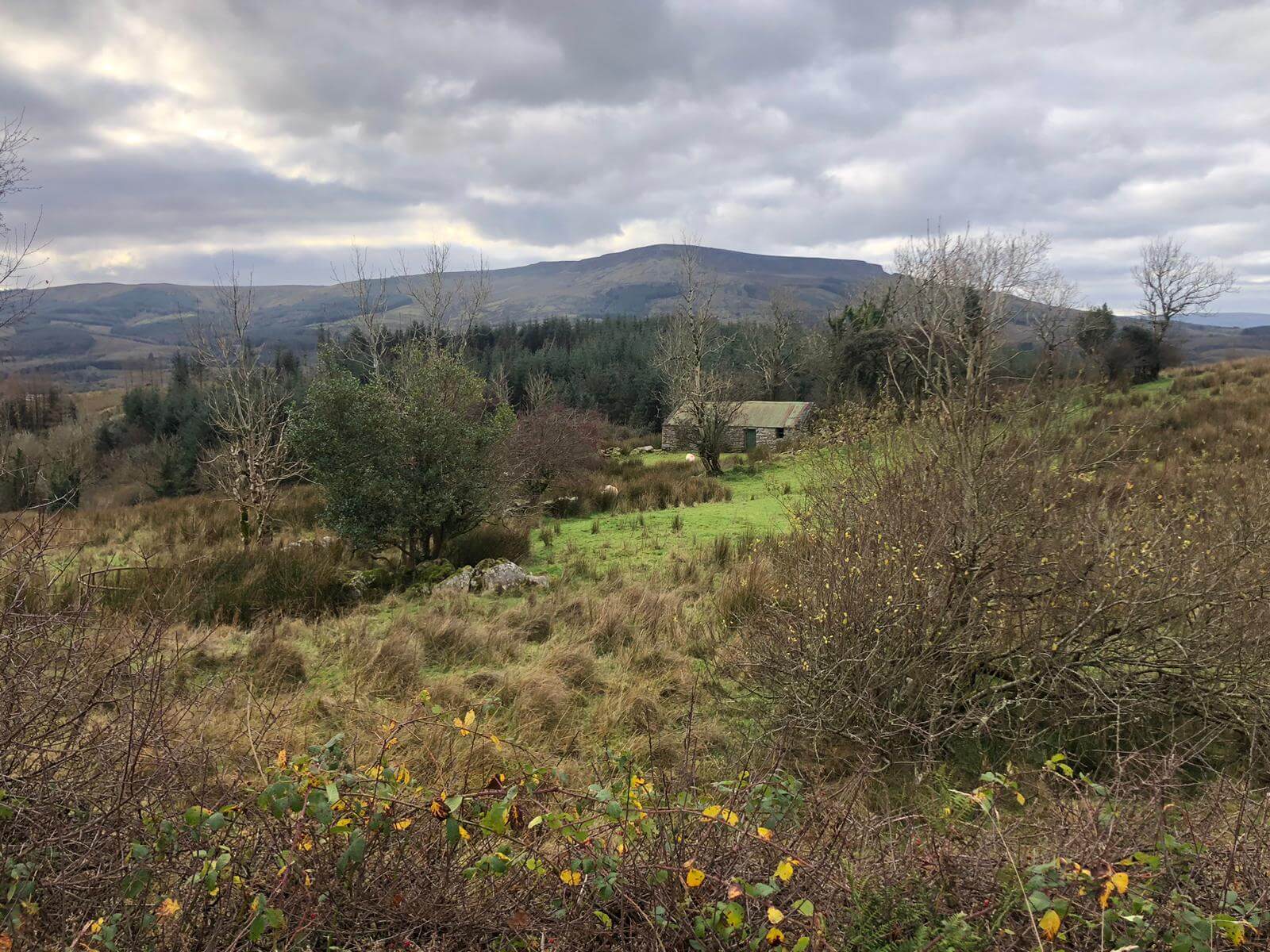 West Cavan Camino