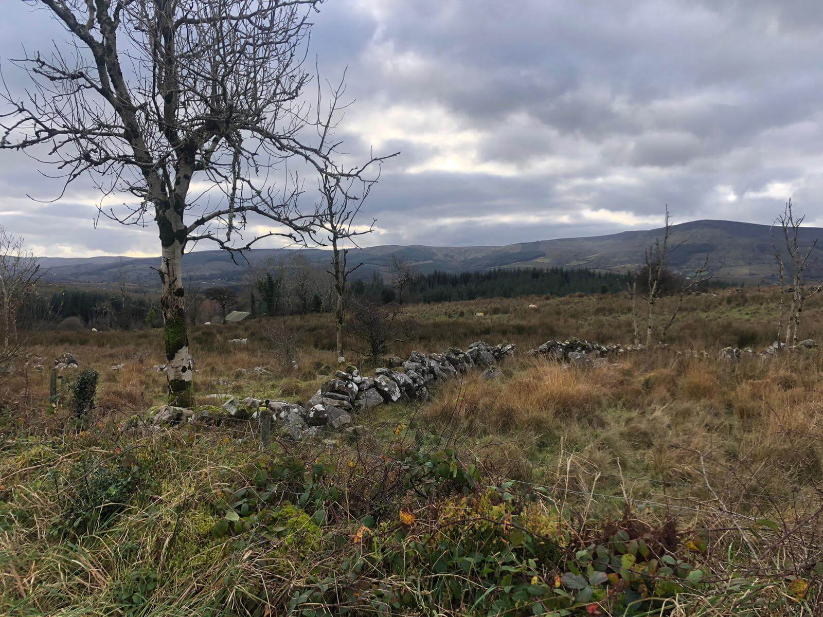 West Cavan Camino
