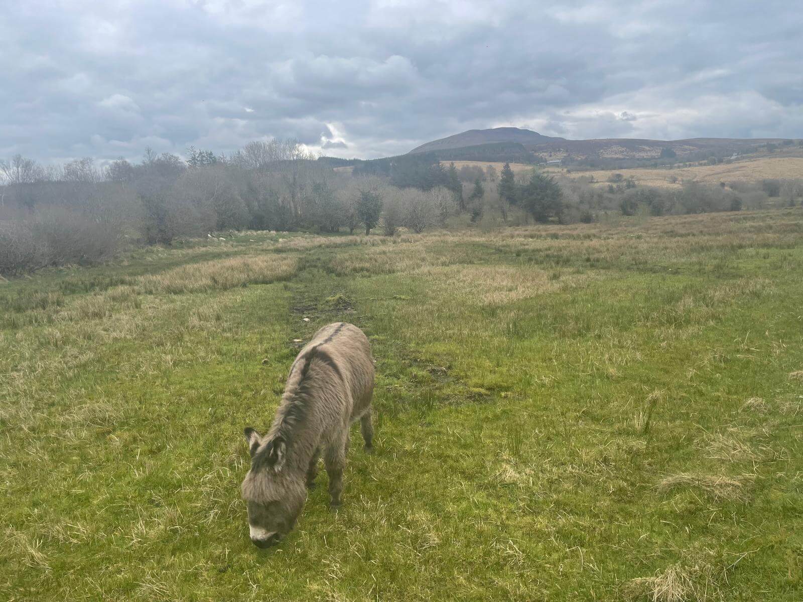 West Cavan Camino